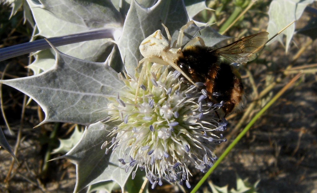 Thomisus onustus: guai se sbagli fiore!